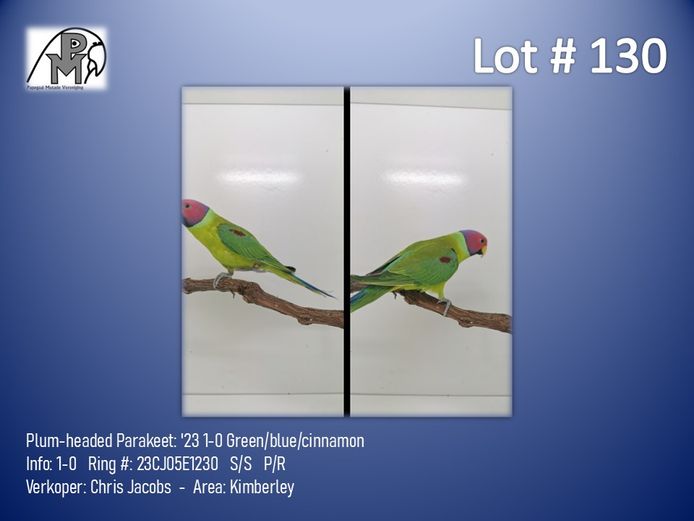1-0 '23 Plum-headed Parakeet: Green/blue/cinnamon - Chris Jacobs