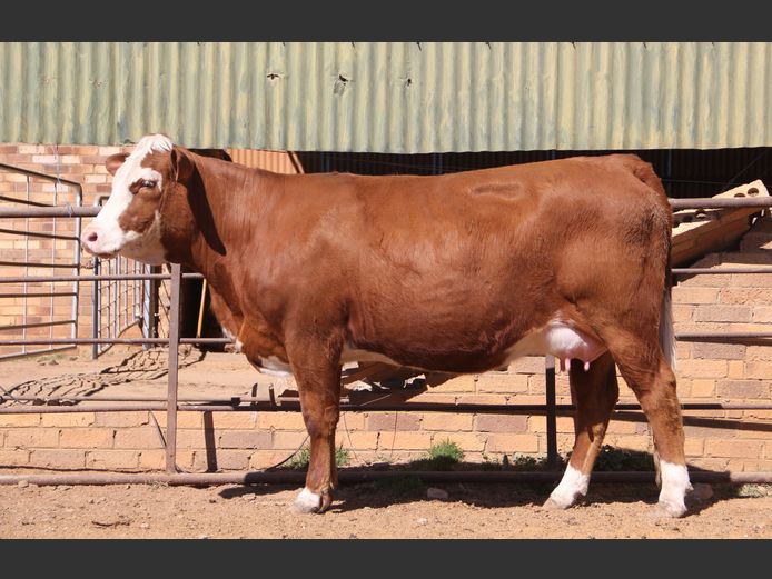 E23167 | EE SCHULENBURG