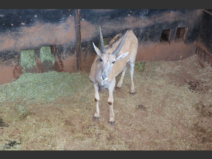 Eland