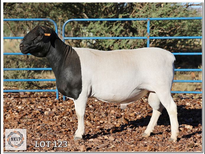 2052 24 0346 | LOUIS VAN RENSBURG, H/A LEEUPUT TRUST