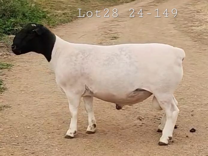 24 149 | Rikus van der Merwe