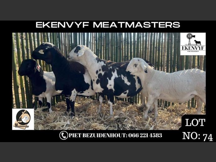 Ooi | EKENVYF MEATMASTERS