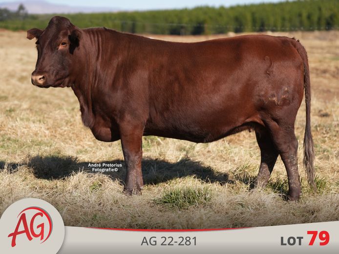 AG220281 | ARTHUR DE VILLIERS & SEUN
