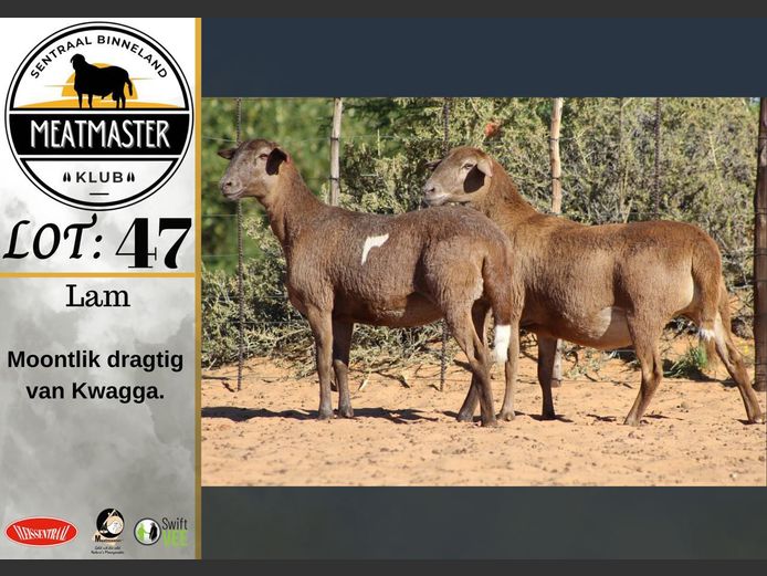 Ooie | Vrede Meatmasters