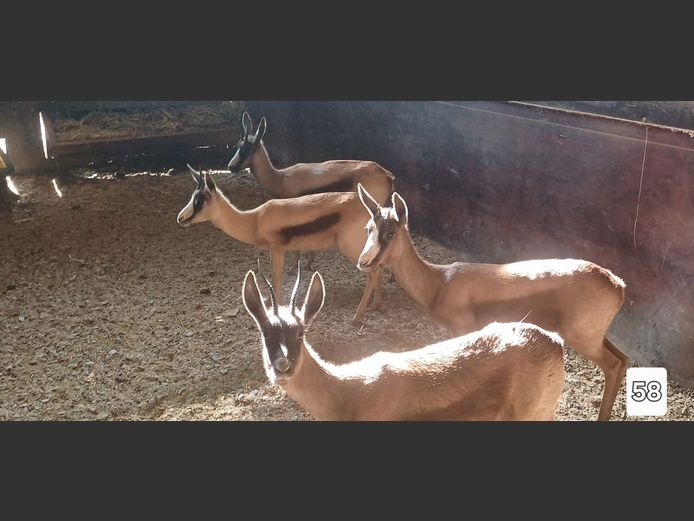 KOPER SPRINGBOK | DJ BRITS