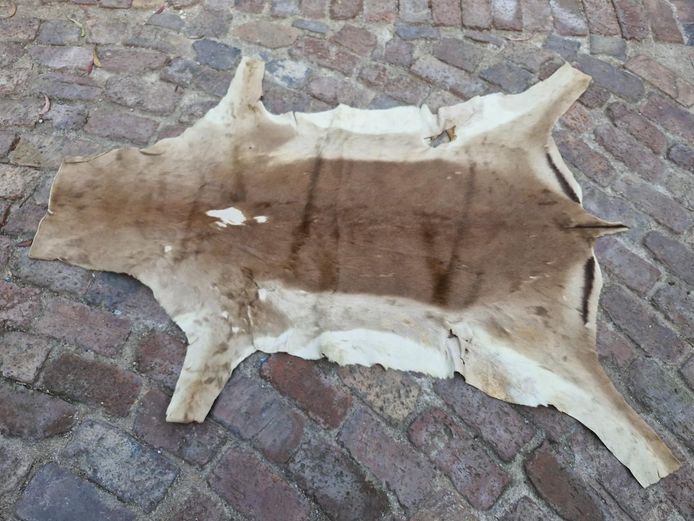 Natural Springbok Skin Hide Rug