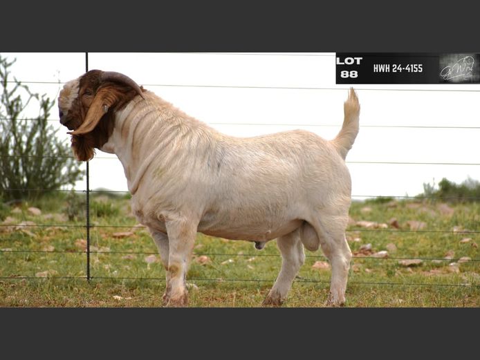 HWH25-4155 | G VAN WYK