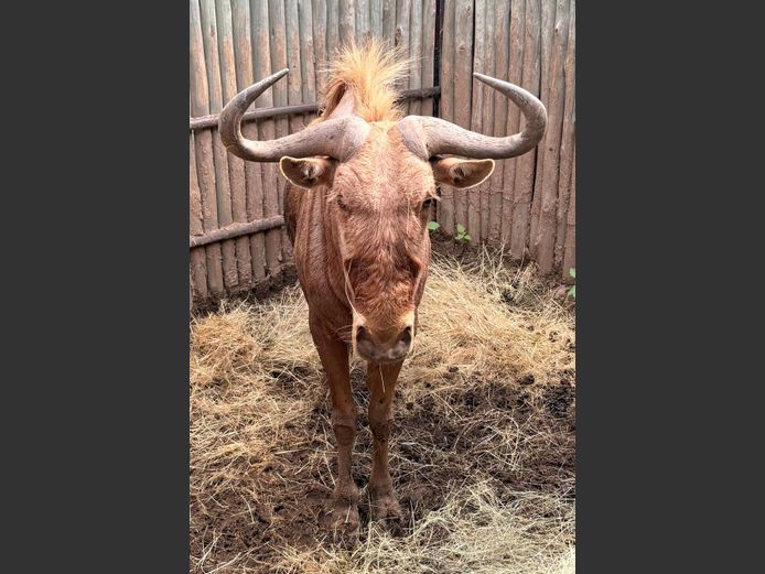 Goue Wildebees Bul