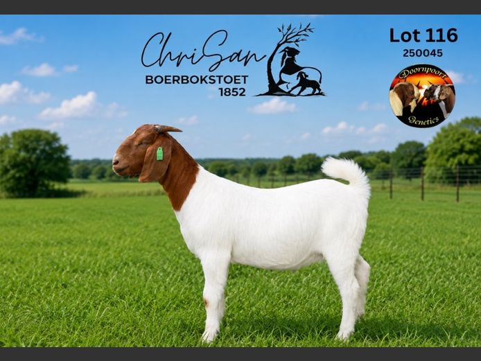 1852250045 | CHRISAN BOERBOKSTOET