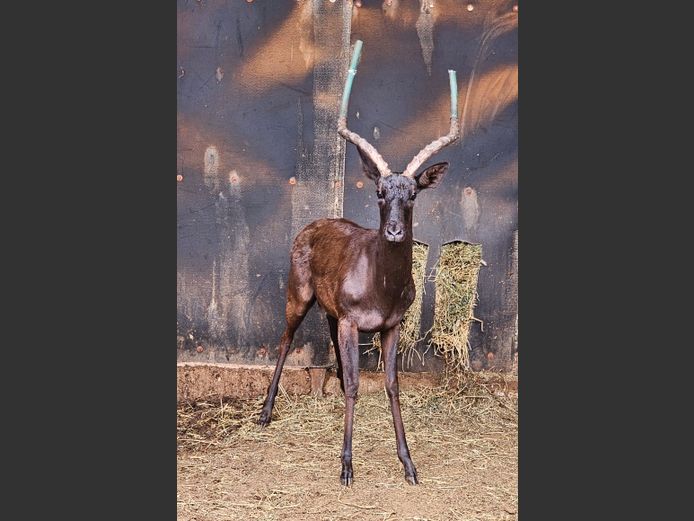 BLACK IMPALA | EB WILD