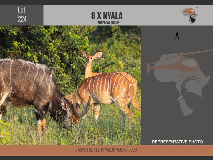 Nyala