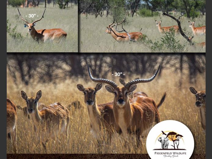Lechwe Females | WATERBERG PLATO GAME BREEDERS