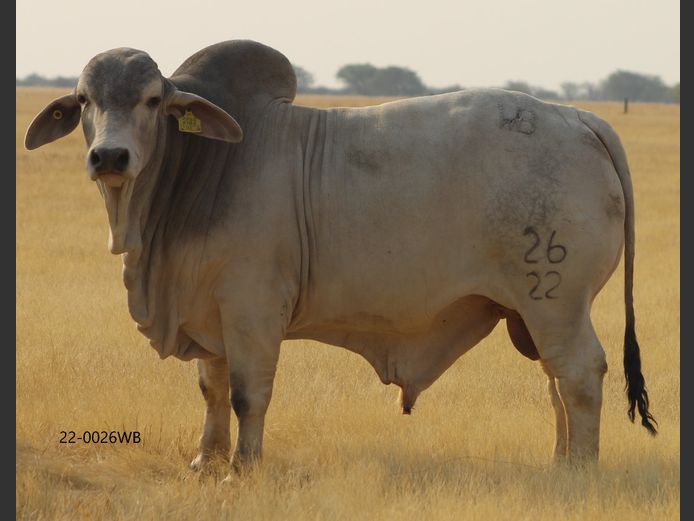 22-0026WB | WOKUMA BRAHMAN