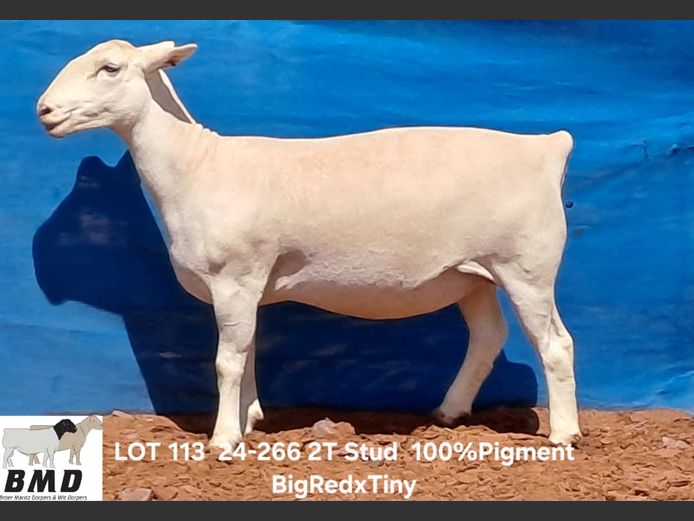 24-266 | BROER MARITZ DORPERS