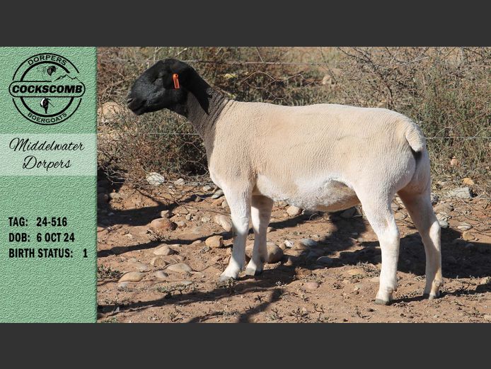24-516 | Middelwater Dorpers