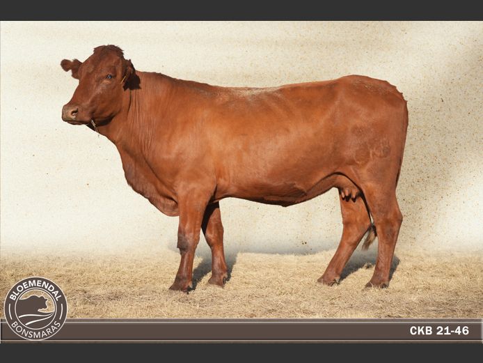 CKB210046 | CHRIS KRUGELL BLOEMENDAL