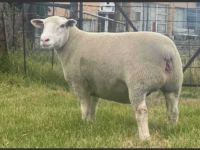 JB240051 | J.A BARNARD