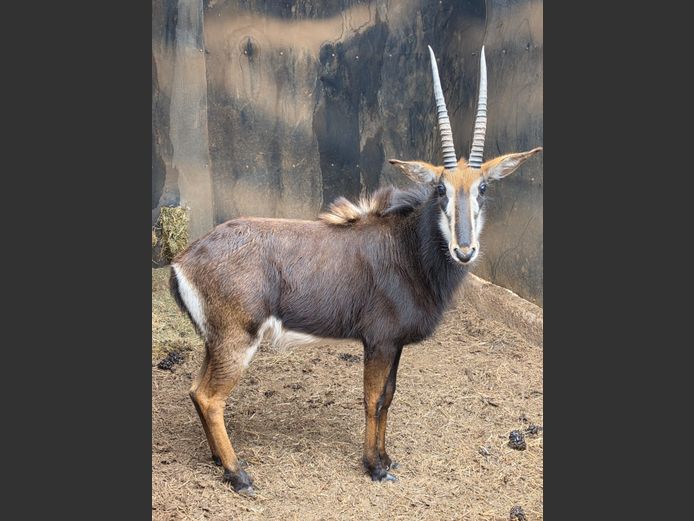 SABLE | DANIE RUST BOERDERY