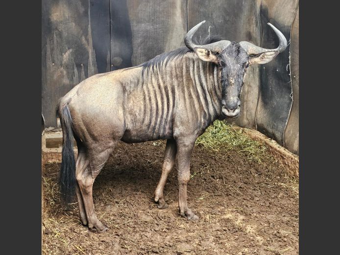 BLUE WILDEBEEST | BIG HORN