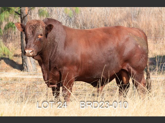 BRD 230010 | DIEPFONTEIN TRUST