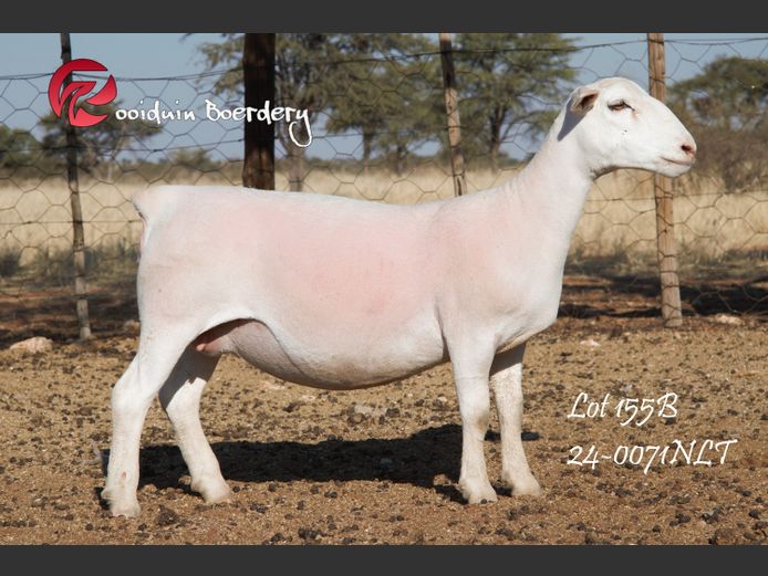 23-0071NLT | ROOIDUIN WHITE DORPER 
STUD 