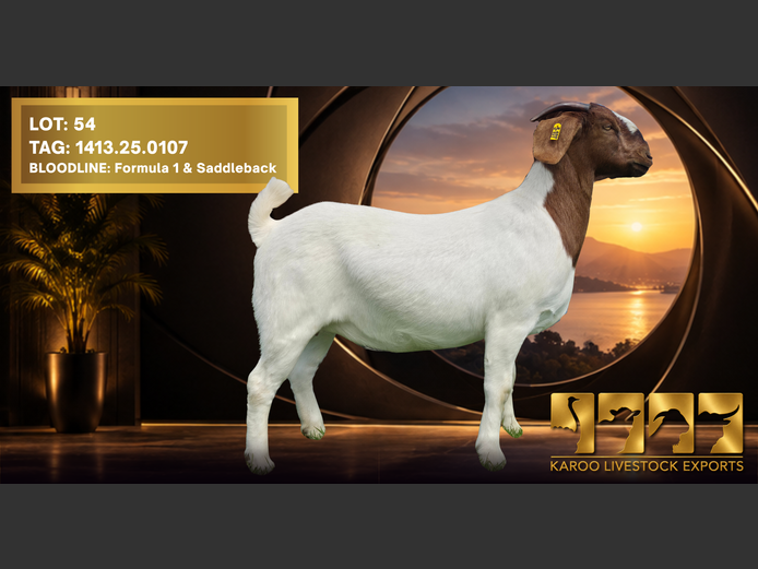 1413 25-0107 | Karoo Livestock