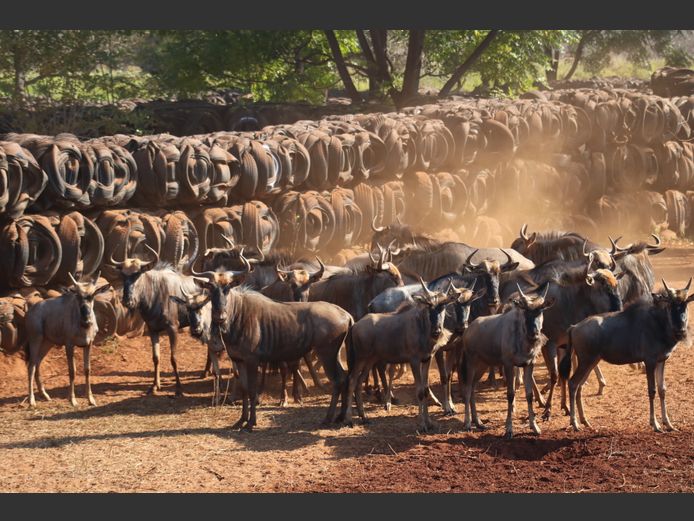 Blouwildebees