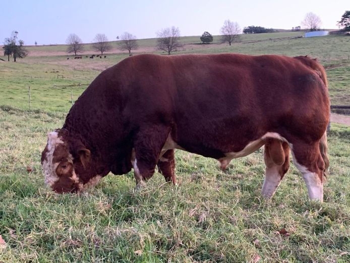 Semen Straws | BTB1674 | OGGENDSTOND BOERDERY CC