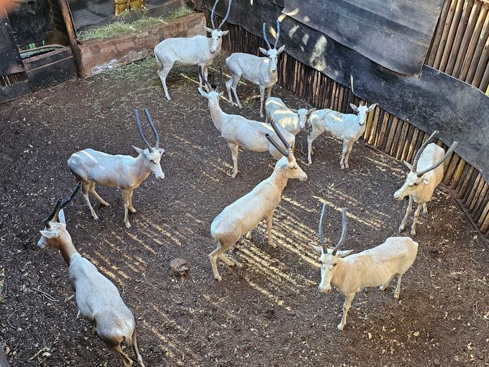 WHITE BLESBUCK | BIRKEN VERVOER