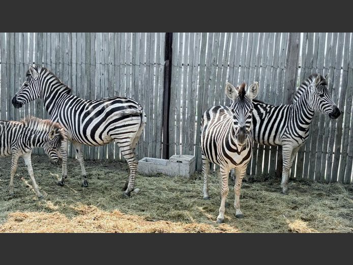 Zebras