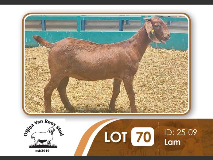 25-029 | BILLY KAZONGANGA