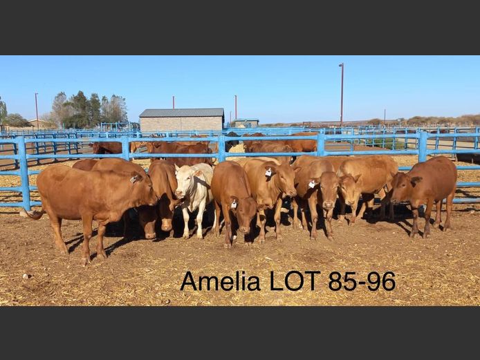 Commercial Animal | AMELIA
