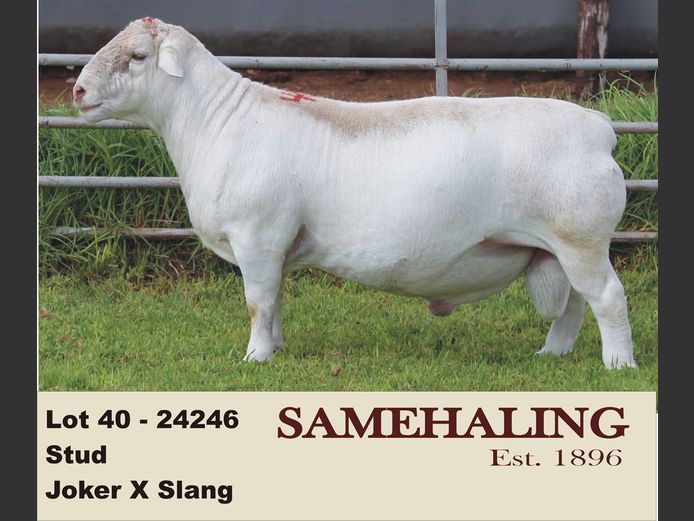 24246-331 | SAMEHALING  WIT DORPERS