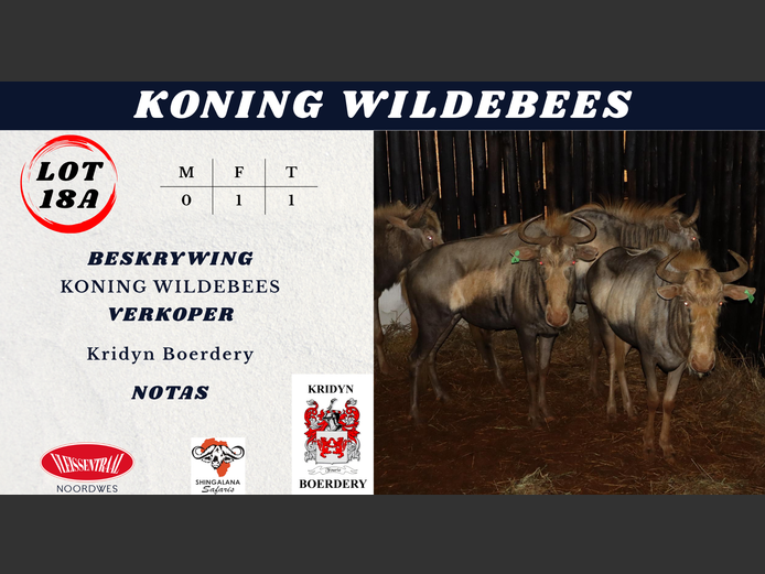 KONING WILDEBEES