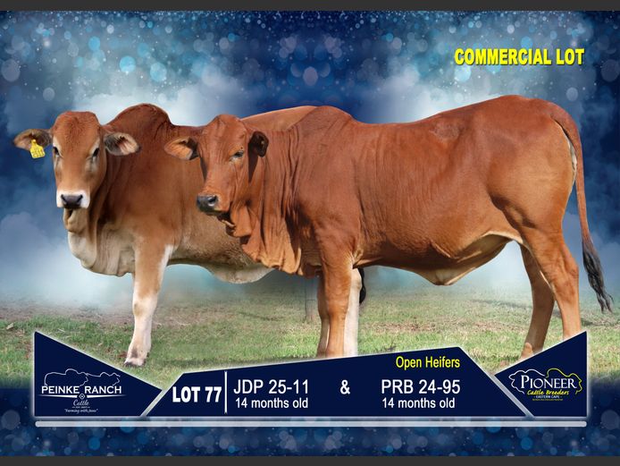 Commercial Animals | PEINKE RANCH