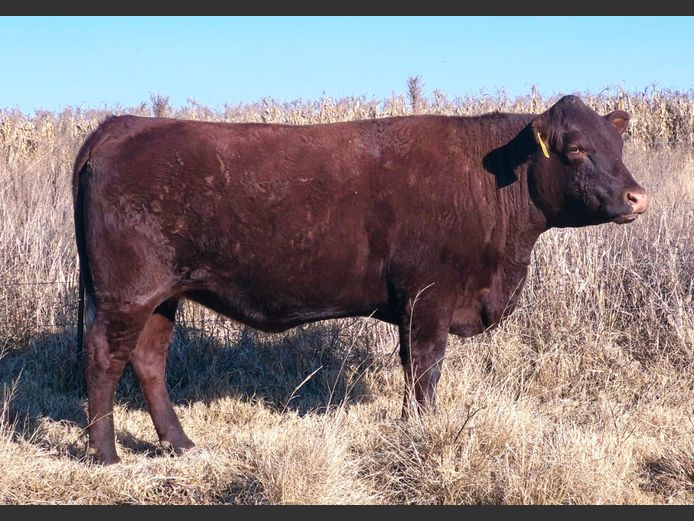 JRE240030 | RE FARMING CO (PTY) LTD