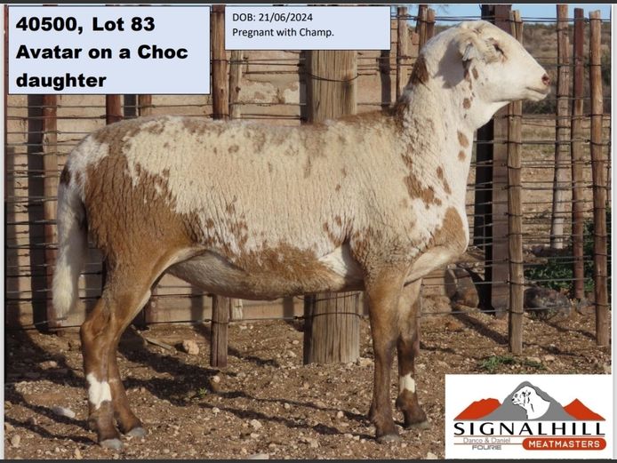 SIGNALHill MEATMASTERS | 40500