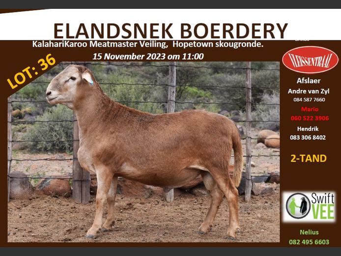 RSL B211 | ELANDSNEK BOERDERY