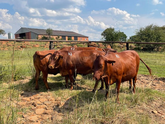 COMMERCIAL ANIMALS | MIDDELSTE BOERDERY