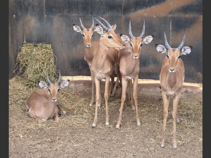 ROOIBOK | IMPISI SAFARIS