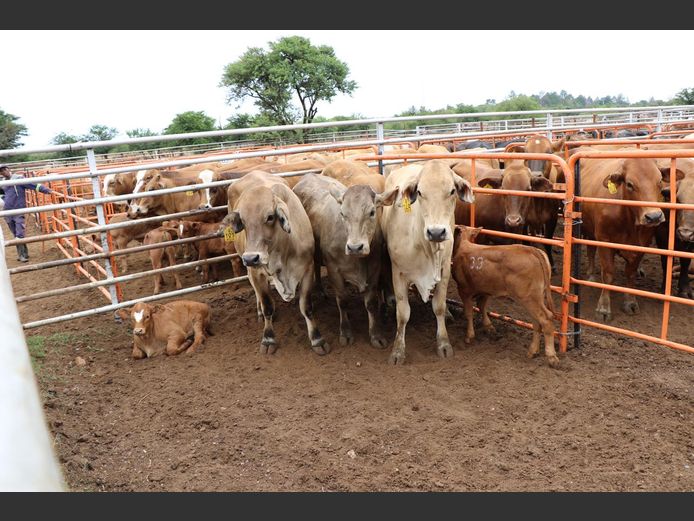 Commercial Animals | JP du Preez