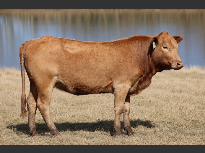 HBH 240013 | CLARK CATTLE COMPANY PTY LTD