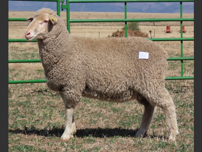 77 | Rooipoort Poenskop Merinos                
