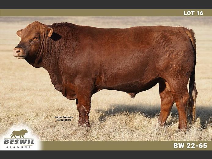 BW2265 | FRANCOIS JACOBUS SCHOLTZ