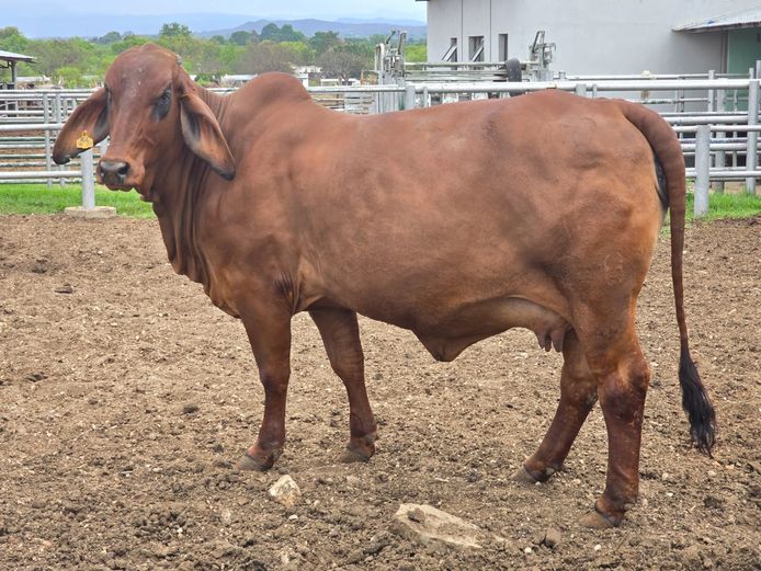 R10W18166 | R10 BRAHMANS