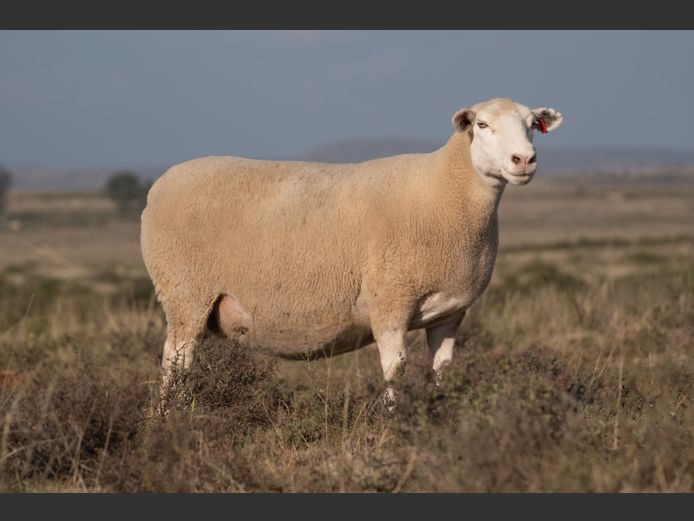 DZ220147 | 2 STEYNS BOERDERY