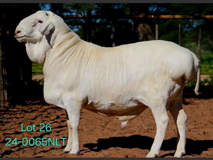 24-0065NLT | LEKWATER