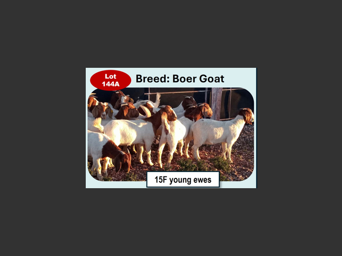BOER GOATS | ANNUAL MYTILUS AND ELOFF