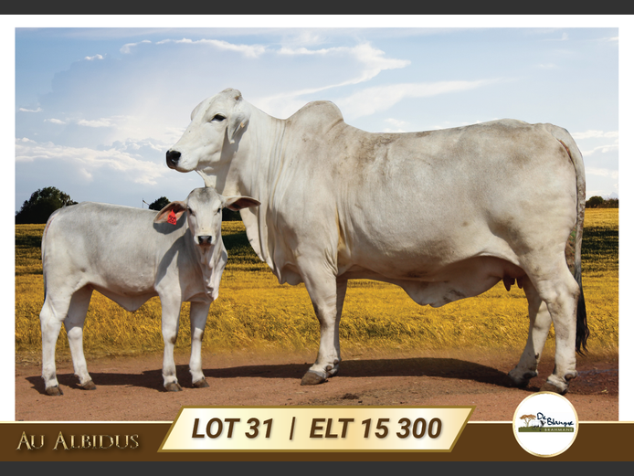 ELT15300 | TERBLANCHE LS