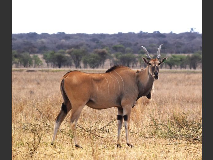 Livingstone Eland | Bosveld Wild